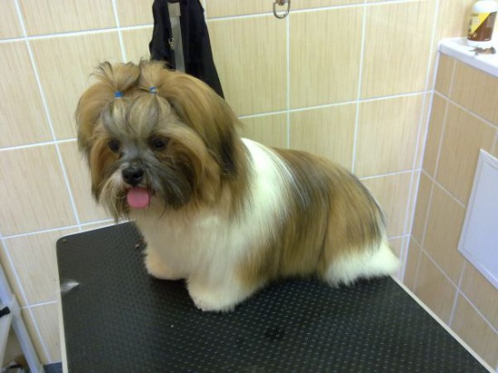Lhasa apso-szczenięta z metryką FCI